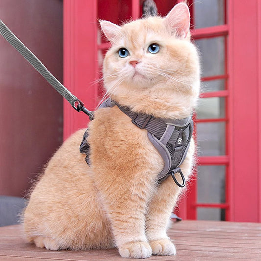 Vest style kitten leash {{Product vendor}}
