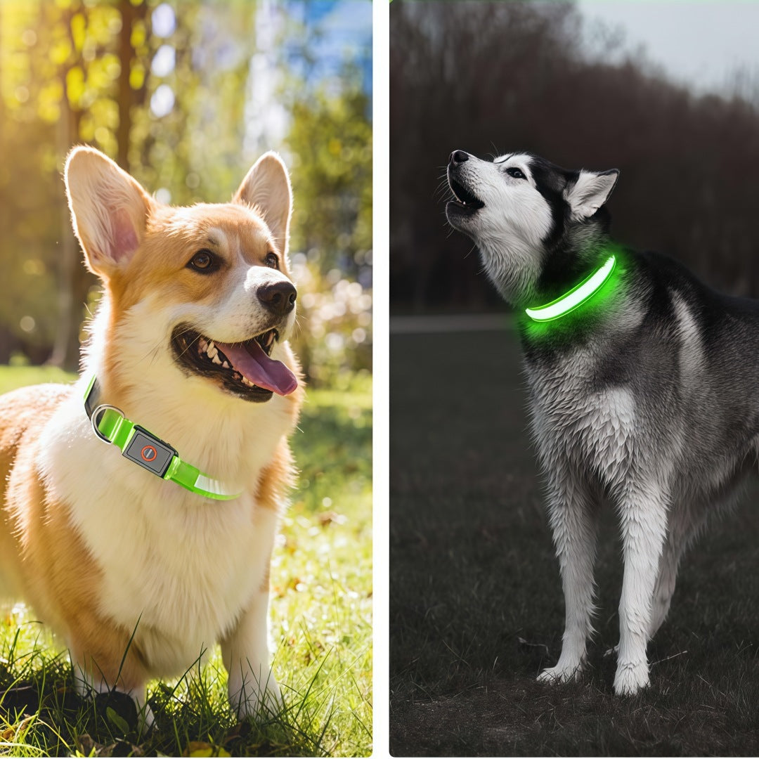 Dog Collar {{Product vendor}}